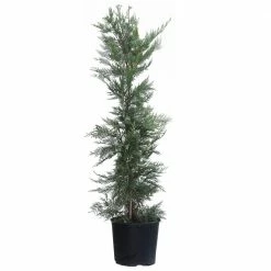 Brighter Blooms 3 Gal. Evergreen Leyland Cypress Trees