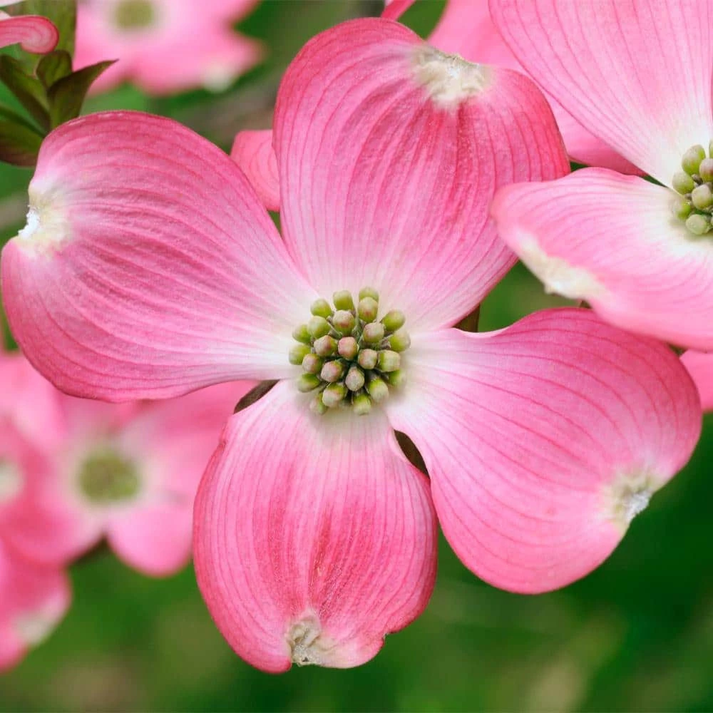 Brighter Blooms 5 Gal. Pink Dogwood Tree - Image 4