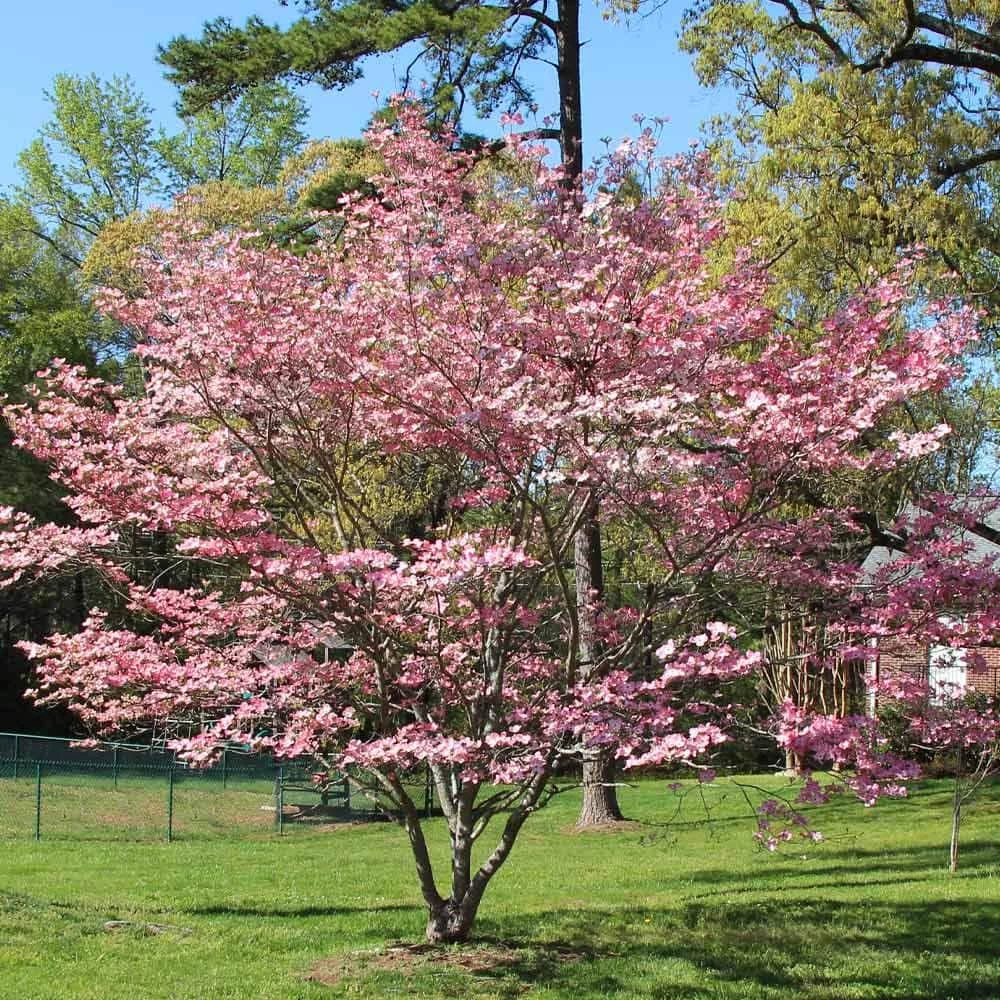 Brighter Blooms 5 Gal. Pink Dogwood Tree - Image 2