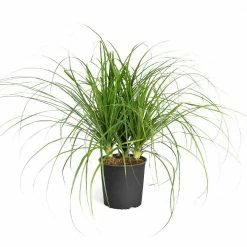 Brighter Blooms 3 Gal. Ponytail Palm in Pot