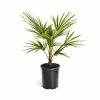 Brighter Blooms 3 Gal. Windmill Palm Tree in Pot