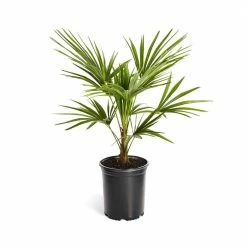 Brighter Blooms 3 Gal. Windmill Palm Tree in Pot