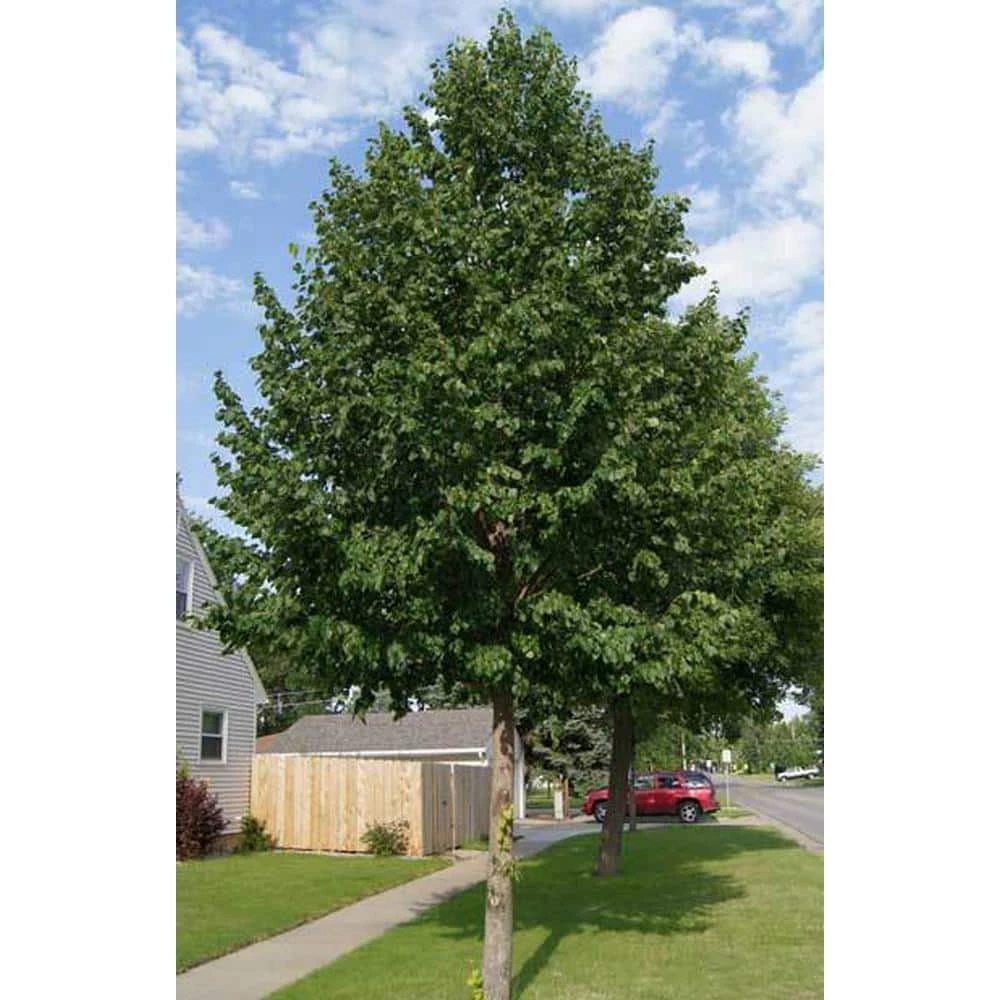 Brighter Blooms 2 Gal. Hybrid Poplar Tree - Image 2