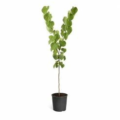 Brighter Blooms 5 Gal. Purple Eastern Redbud Tree