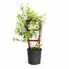 Brighter Blooms 3 Gal. Star Jasmine Flowering Vine on Trellis