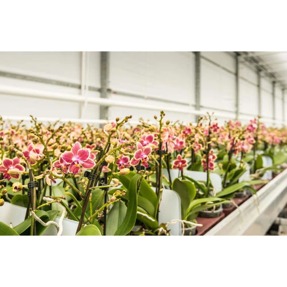 Feit Electric 2 ft. 32-Watt White LED 3 Adjustable Spectrum Linkable Plant Grow Light Fixture - Image 3