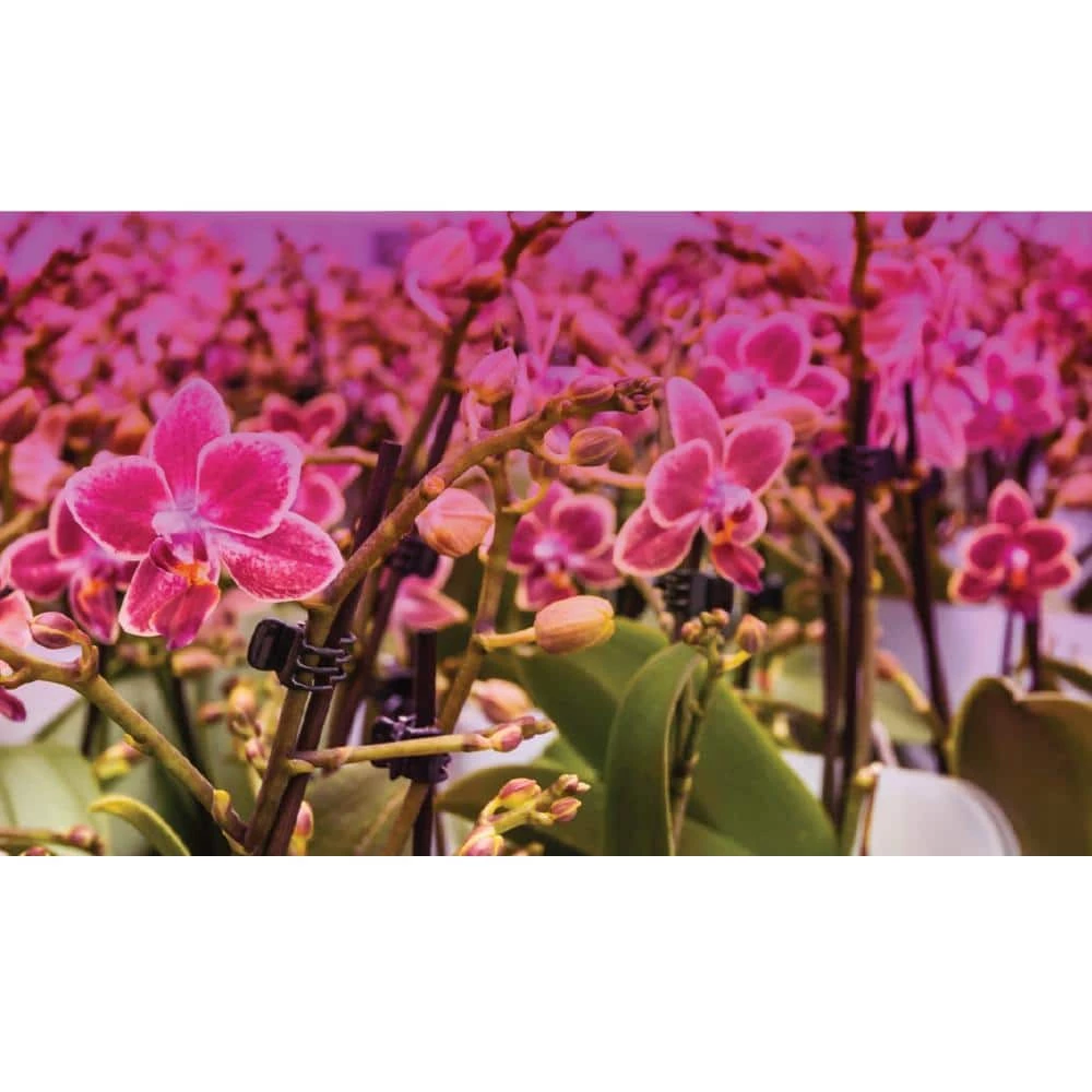 Feit Electric 9-Watt A19 Selectable Spectrum for Seeding/Growing/Blooming Indoor Greenhouse Plant E26 LED Grow Light Bulb (1-Bulb) - Image 7