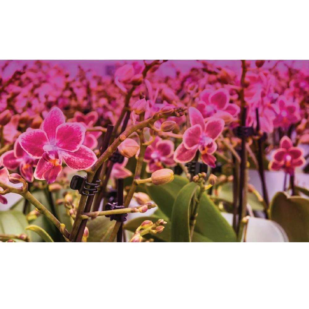 Feit Electric 9-Watt BR30 Medium E26 Non-Dimmable Indoor and Greenhouse Full Spectrum Plant Grow LED Light Bulb (4-Pack) - Image 7