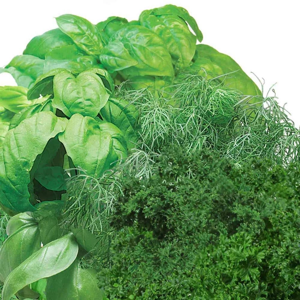 AeroGarden Gourmet Herb Seed Pod Kit (3-Pod) - Image 3